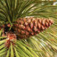 Pinus nigra