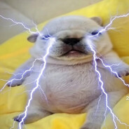 sheepmek