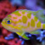 Anthias