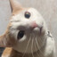 Morris The Cat