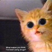 zxqv8 - steam id 76561197965552162