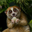 Lemur