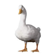 RubberDucki3