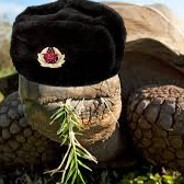 tufftortise