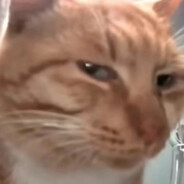 听泉鉴宝新鲜哥