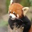 RedPanda