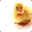 Quack ò_ó   &lt;3