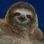 sloth