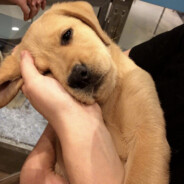 百草园被骂到三味书屋