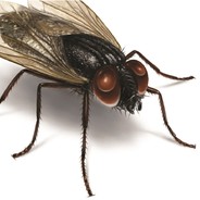 A Fly