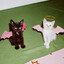котенок
