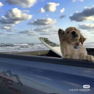 勇往无前的功夫熊