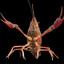 Apocalypse Crawfish