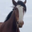 wildemohorse