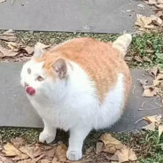 十万块过辣三天