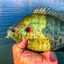 Redear Sunfish