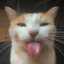 SILLIEST CAT EVER!!!