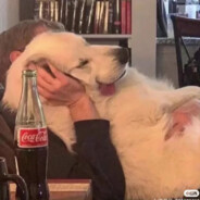 【CYG三合会】波吉