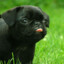 PugPreto