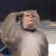 不去高考就去抗日