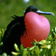 FinnishFrigatebird PvPro.com