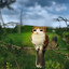 Catdier