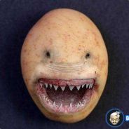 MR. Pyrollo dobra fryta