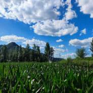 队友再蠢也不哔哔