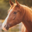 A Horse