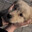 stray pup