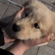 stray pup