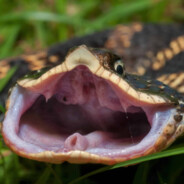 little cobra
