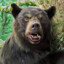 Cocaine Bear
