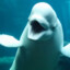 Beluga Whale