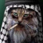 [CAT] Osama Bin Kitten