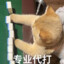执意