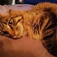 白晶晶  魔厨杀人版