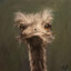 An ostrich