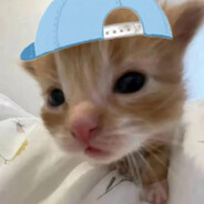 世界第一猫猫侦探