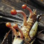 cordyceps