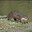 La Nutria