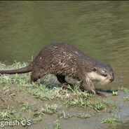 La Nutria