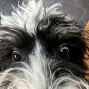 Cennie avatar