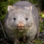 BLATANT Baby Wombat