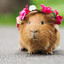 Guinea Pig Princess