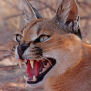 Caracal