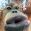 BEREU