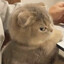 lynxz