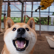 电脑玩家笑天犬