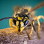 300,000 WASPS